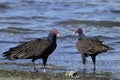 Turkey vulture, cathartes aura Royalty Free Stock Photo