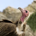 Turkey Vulture - Cathartes aura Royalty Free Stock Photo
