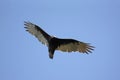 Turkey Vulture (Cathartes aura) Royalty Free Stock Photo