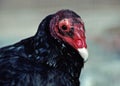 The turkey vulture Cathartes aura., also known in some North American regions as the turkey buzzard (or just buzzard),