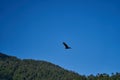 Turkey vulture, Cathartes aura, also turkey buzzard , circling high in the sky, Patagonia. Royalty Free Stock Photo