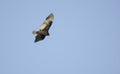 Soaring Turkey Vulture, Georgia, USA Royalty Free Stock Photo