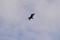Turkey Vulture (Cathartes aura) flying overhead against blue sky and white clouds Royalty Free Stock Photo