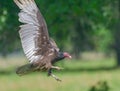 Turkey vulture Cathartes aura flying Royalty Free Stock Photo