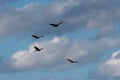 Turkey vulture, Cathartes aura, four birds in flight, Tulum beach, Mexico Royalty Free Stock Photo