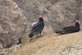 Turkey Vulture, Cathartes aura, Matarani - Peru Royalty Free Stock Photo