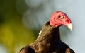 Turkey Vulture (Cathartes aura)