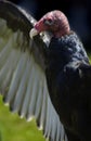 Turkey Vulture (Cathartes aura) Profile Royalty Free Stock Photo