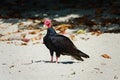 Turkey Vulture at Grande Riviere beach in Trinidad and Tobago