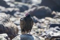 Turkey Vulture Cathartes aura Resting on Rocks on a Beach Royalty Free Stock Photo