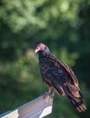 Turkey Vulture - Cathartes Aura