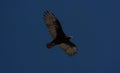 Turkey vulture cathartes aura seen from below mid flight near La Portada Antofagasta Chile South America Royalty Free Stock Photo