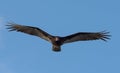 Turkey vulture, Cathartes aura, Single bird in flight, Tulum beach, Mexico Royalty Free Stock Photo