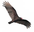 Turkey Vulture - Cathartes aura - soaring above in sky Royalty Free Stock Photo