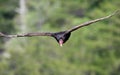 Turkey Vulture soaring at Tallulah Gorge State Park, Georgia USA Royalty Free Stock Photo