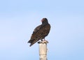 Turkey Vulture cathartes aura