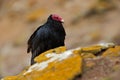 Turkey vulture, Cathartes aura, ugly black bird with red head, sitting on yellow moss stone, Falkland Islands Royalty Free Stock Photo