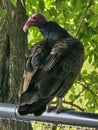 Turkey Vulture Close-up Perched on a Fence Royalty Free Stock Photo