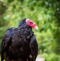 A turkey vulture closeup in a raptor park in saarburg, copy space Royalty Free Stock Photo