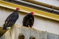 Turkey vulture couple sitting together, tropical scavenger bird specie from America Royalty Free Stock Photo