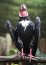 turkey vulture with dark plumage on branch Royalty Free Stock Photo