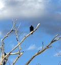 Turkey Vulture in Dead Tree