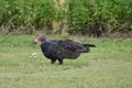 Turkey vulture in the swamp grass Royalty Free Stock Photo