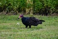 Turkey vulture in the swamp grass Royalty Free Stock Photo