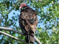 Turkey Vulture