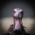 A turkey vulture closeup in a falcrony in saarburg, copy space Royalty Free Stock Photo