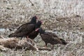 Turkey Vulture Royalty Free Stock Photo