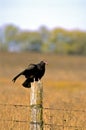 Turkey Vulture on Fence  45239 Royalty Free Stock Photo