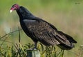 Turkey vulture on fencepost in central Florida Royalty Free Stock Photo