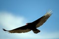 Turkey Vulture In Flight Royalty Free Stock Photo