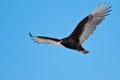 Turkey Vulture in Flight Royalty Free Stock Photo