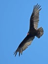 Turkey Vulture In Flight Royalty Free Stock Photo