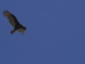 Turkey vulture in flight on a blue sky Royalty Free Stock Photo
