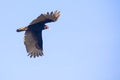 Turkey Vulture In Flight, On A Blue Sky Royalty Free Stock Photo