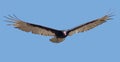 Turkey Vulture