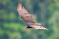 A turkey vulture in flight / close up