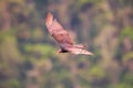 A turkey vulture in flight / close up