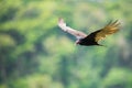 A turkey vulture in flight / close up