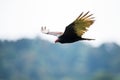 A turkey vulture in flight / close up