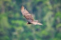 A turkey vulture in flight / close up Royalty Free Stock Photo