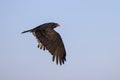 Turkey Vulture In Flight, Closeup Royalty Free Stock Photo