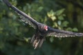 Turkey Vulture in flight Royalty Free Stock Photo