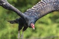 Turkey Vulture in flight Royalty Free Stock Photo