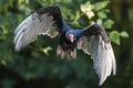 Turkey Vulture in flight Royalty Free Stock Photo