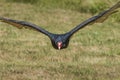 Turkey Vulture in flight Royalty Free Stock Photo