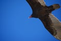 Turkey Vulture in Flight Closeup Royalty Free Stock Photo